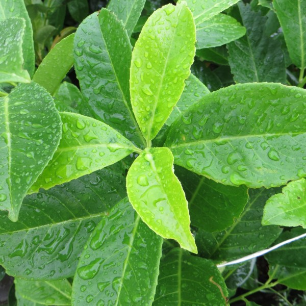 Laurowiśnia wschodnia 'Rotundifolia'