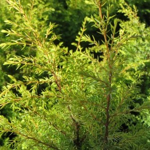 Jałowiec / Juniperus