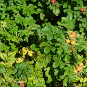 Róża pomarszczona - sadzonki 20-45 cm / goły korzeń 